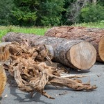 Die Grillkohle stellen die beiden Korporationen aus Holz aus den eigenen Wäldern her. Heute werden 99 Prozent der Kohle importiert.