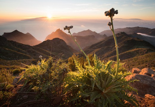 Bild von «DOK»: Die Kanarischen Inseln – Nebelwald und Wüsten