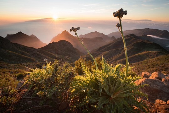 Bild von «DOK»: Die Kanarischen Inseln – Nebelwald und Wüsten