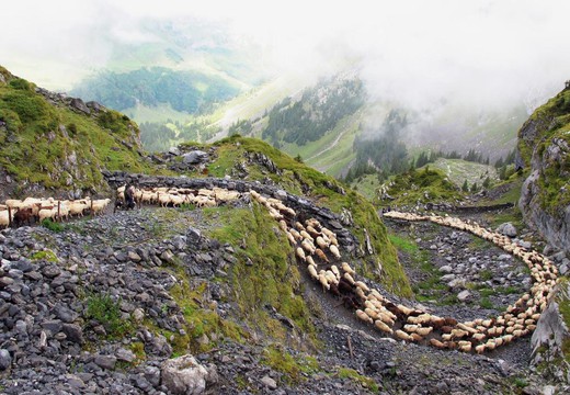 Bild von «DOK»: Alpzyt mit der Alp Erigsmatt im Muotathal