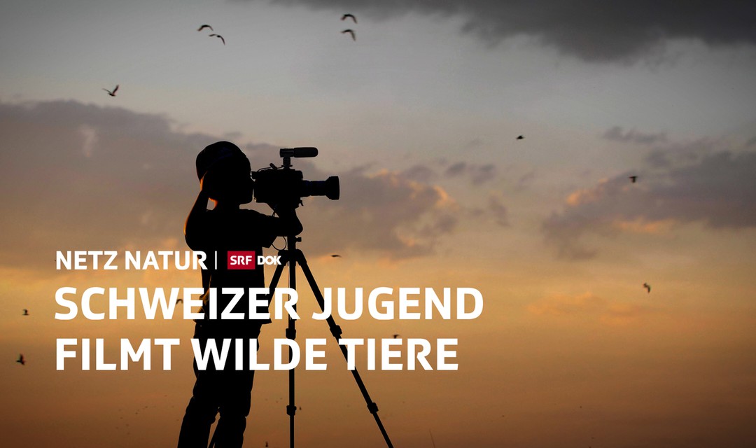 SRF Keyvisual von Schweizer Jugend filmt wilde Tiere - Netz Natur