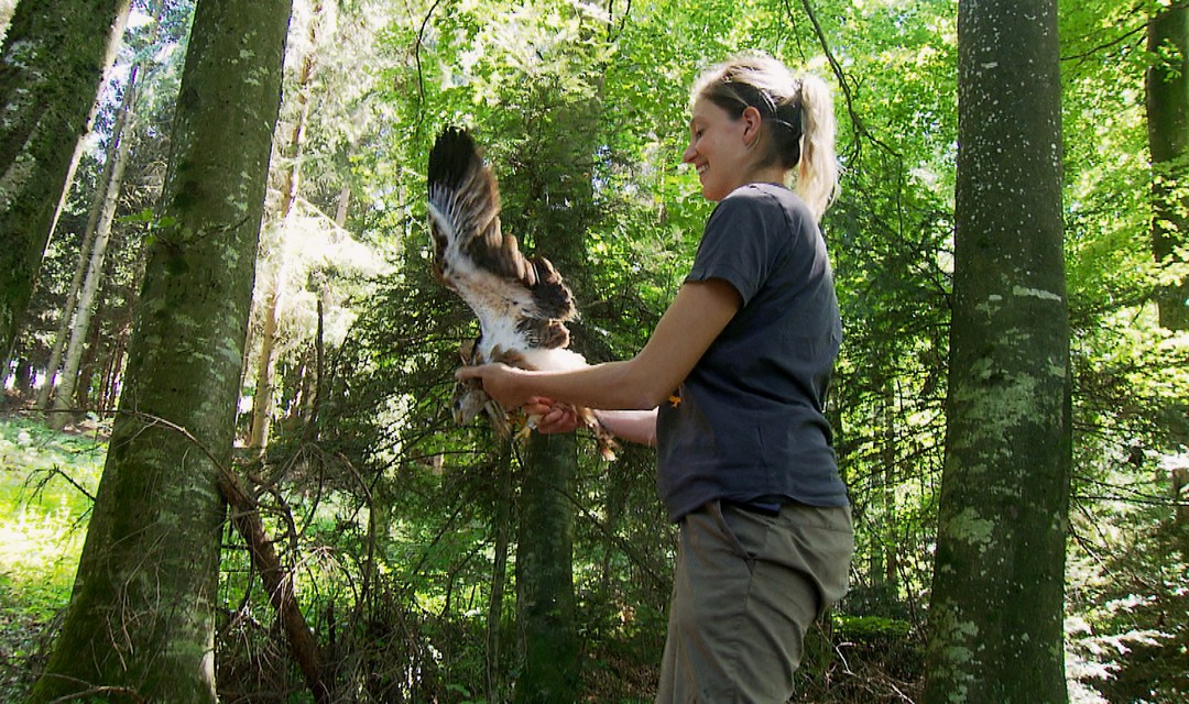 Eine Frau hält einen Vogel in der Vogelwarte Sempach