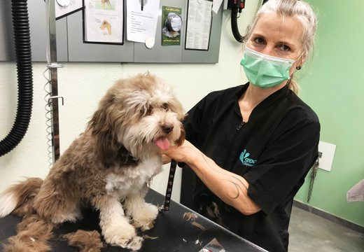 Bild von Von Hunden und Katzen am Karfreitag