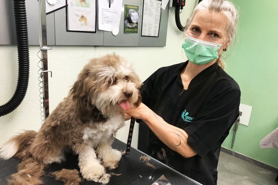 Bild von Von Hunden und Katzen am Karfreitag