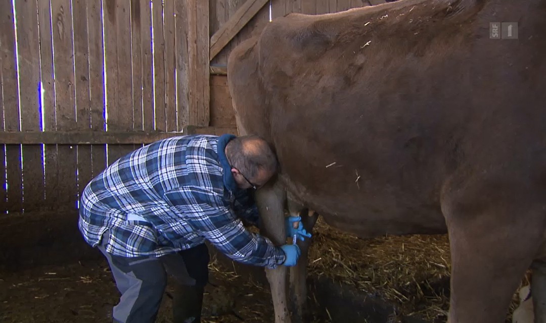 Ein Bauer nimmt eine Milchprobe seiner Kuh für den Trächtigkeitstest