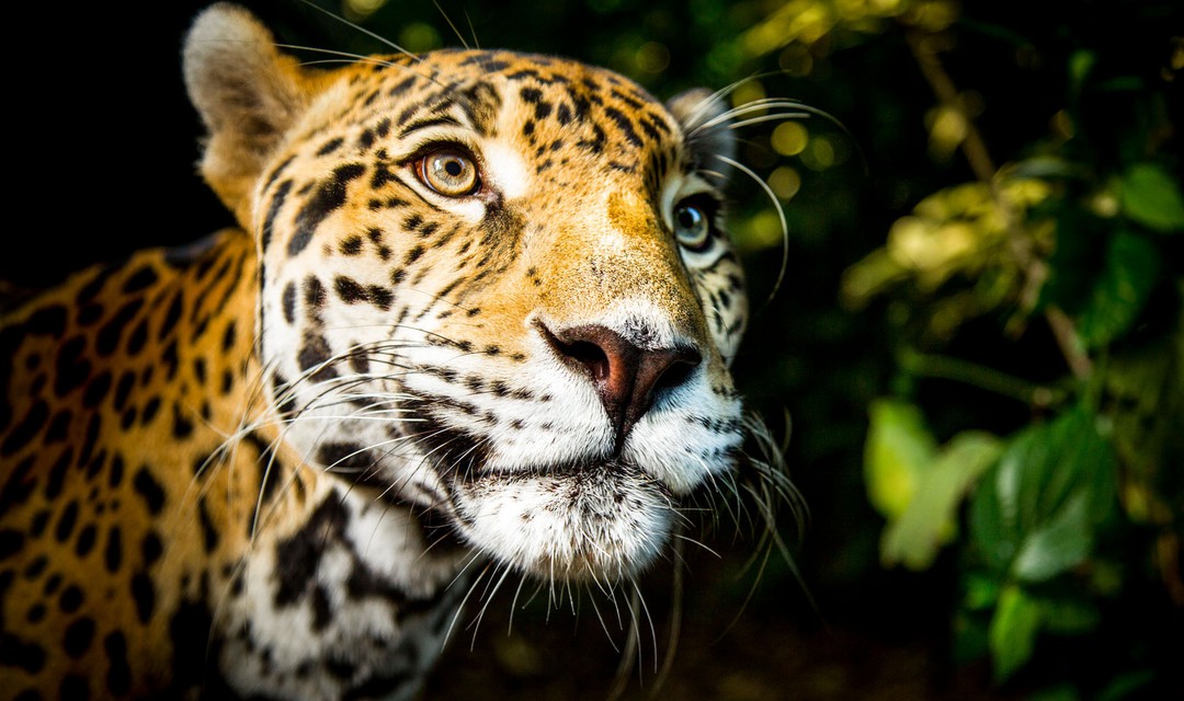 Ein Jaguar blickt an der Kamera vorbei.