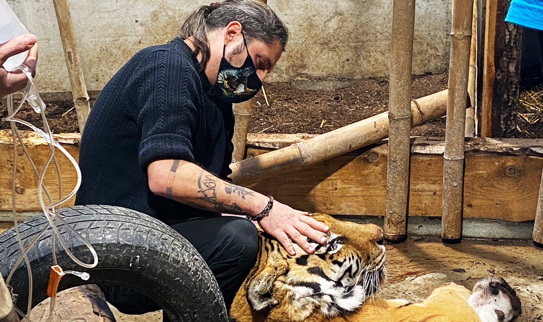 Marc Zihlmann untersucht Tiger Bavati