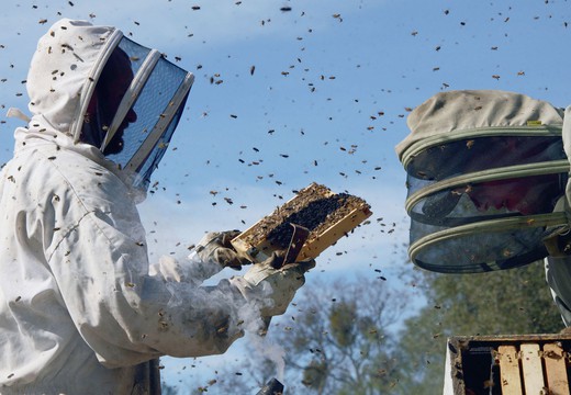 Bild von Filmfestival Locarno: «More than Honey»