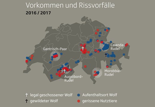 Bild von Ein Kreuz für tote Tiere?