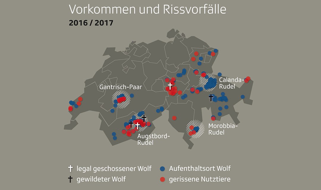 Bild von Ein Kreuz für tote Tiere?