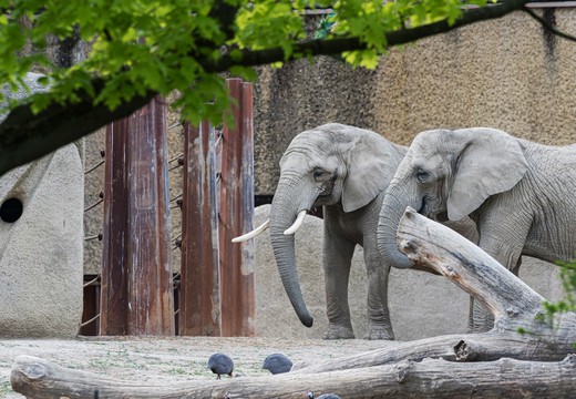 Bild von «Slow-TV aus dem Basler Zoo»