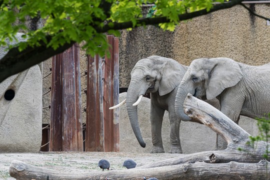 Bild von «Slow-TV aus dem Basler Zoo»