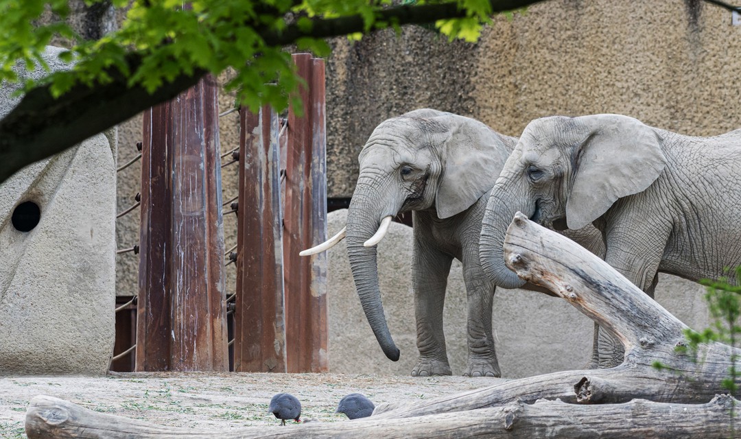 Afrikanische Elefanten Heri und Rosy