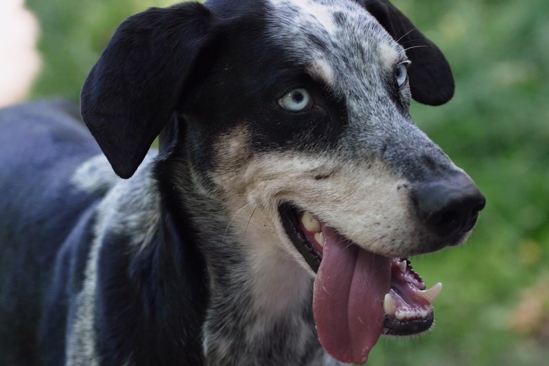 Zughund Amaru von Powerhunde in der Nahaufnahme.