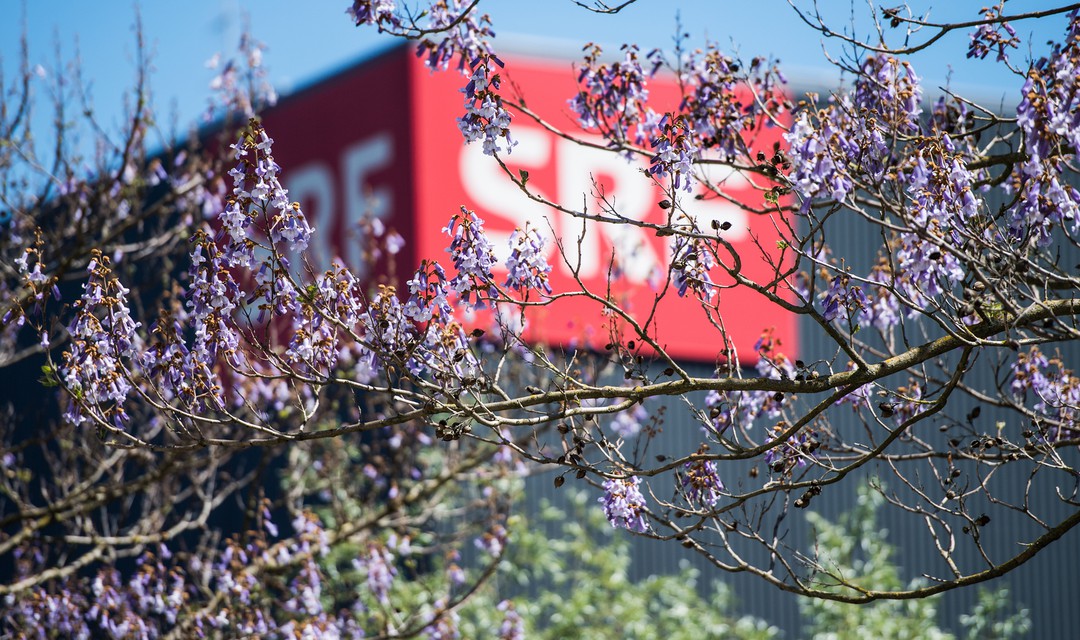 SRF-Gebäude und blühender Baum