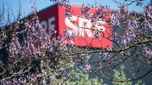 Bild von Erstes Halbjahr 2019: Positive Bilanz für SRF