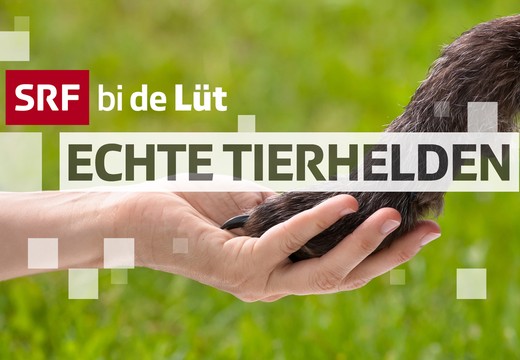 Bild von «SRF bi de Lüt – Echte Tierhelden»: Start der vierten Staffel