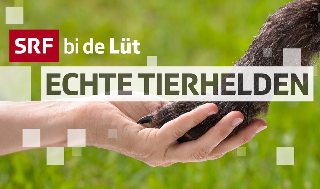 Key Visual «SRF bi de Lüt – Echte Tierhelden»