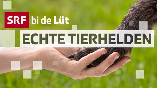 Bild von «SRF bi de Lüt – Echte Tierhelden»: Start der vierten Staffel