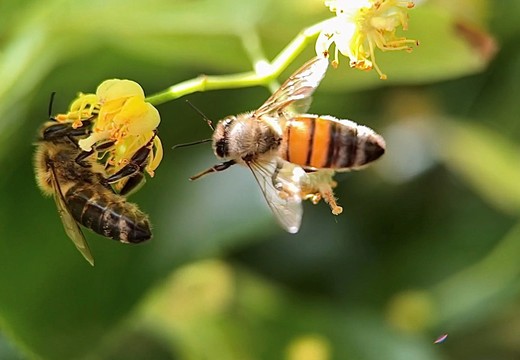 Bild von «SRF DOK»: Das Bienendilemma