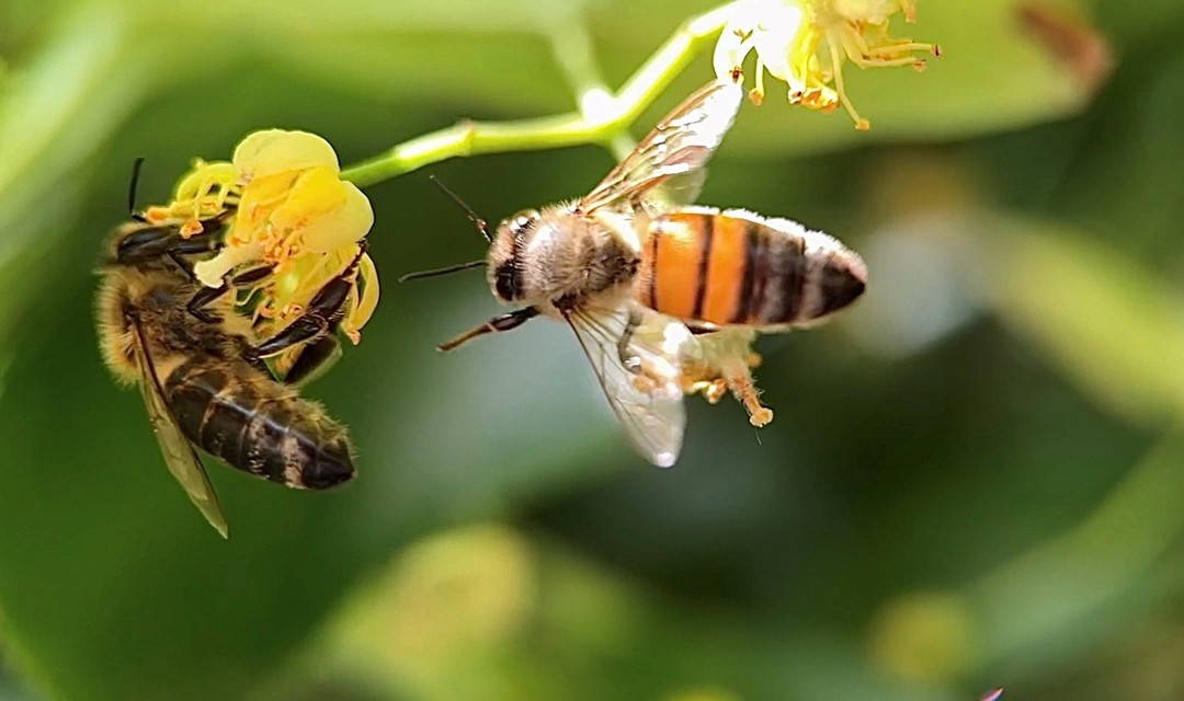 Foto: zwei Bienen holen Nektar aus Blüten