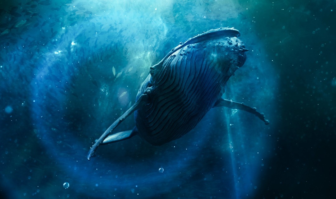 Eine Illustration eines Wals
