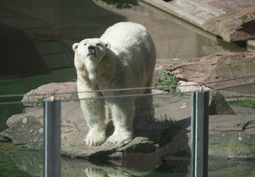 Bild von «Einstein-Spezial»: Wozu braucht es heute noch Zoos?