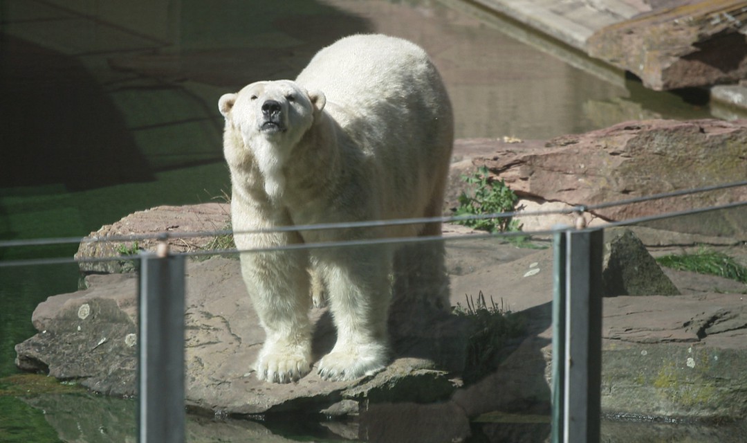 Ein Eisbär im Zoo.