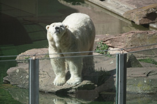 Bild von «Einstein-Spezial»: Wozu braucht es heute noch Zoos?