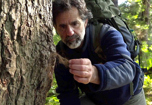 Bild von Rückkehr nach Alaska – Reno Sommerhalder im Urwald von Tongass