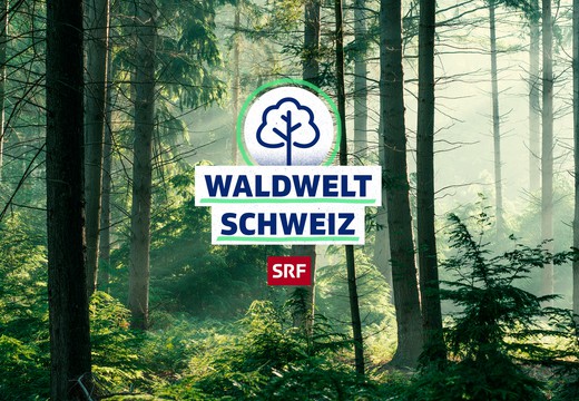 Bild von «SRF school»: Waldwelt Schweiz